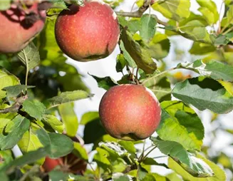 Gesund und grün – Alles rund um Obstpflanzen im Garten