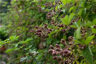 - Rubus fruticosus  - Rubus fruticosus