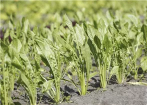 Eruca sativa - Rucola