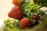 - Erdbeeren – rot, rund und richtig lecker!  - Erdbeeren – rot, rund und richtig lecker!