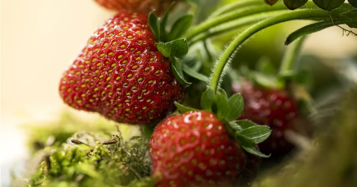  - Erdbeeren – rot, rund und richtig lecker!