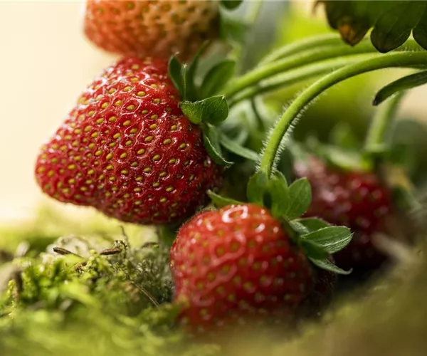- Erdbeeren – rot, rund und richtig lecker!  - Erdbeeren – rot, rund und richtig lecker!