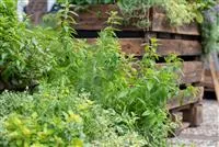 - Der Kräutergarten im Mai  - Der Kräutergarten im Mai