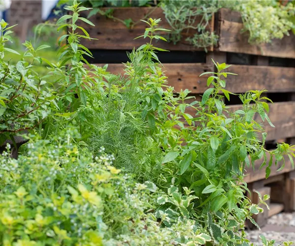 - Der Kräutergarten im Mai  - Der Kräutergarten im Mai