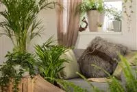 - Innenraumbegrünung mit Lechuza - Von Zimmerpflanzen und Wasserspeichern  - Innenraumbegrünung mit Lechuza - Von Zimmerpflanzen und Wasserspeichern