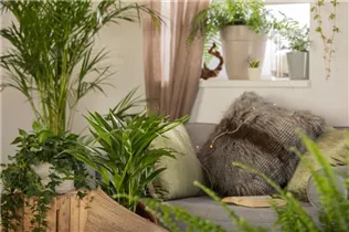 Grünpflanzen - Grünpflanzen Grünpflanzen - Grünpflanzen