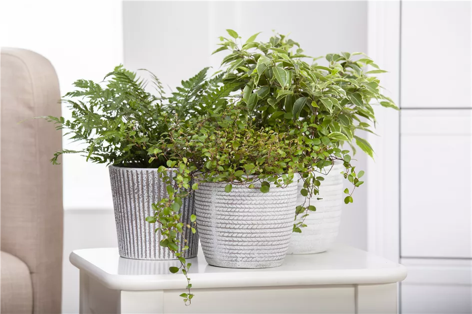 pachira variegata Variegated Money Tree (Non-Grafted) 3” – Rare Foliage Plant Co main image 1