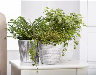 Ein Dschungel im Drahtkorb