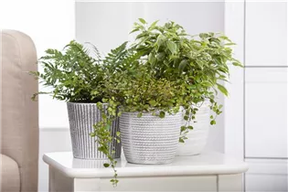 Grünpflanzen - Grünpflanzen Grünpflanzen - Grünpflanzen