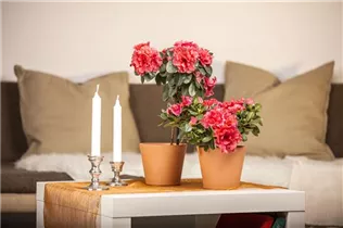 - Rhododendron simsii 'Flandresse'  - Rhododendron simsii 'Flandresse'