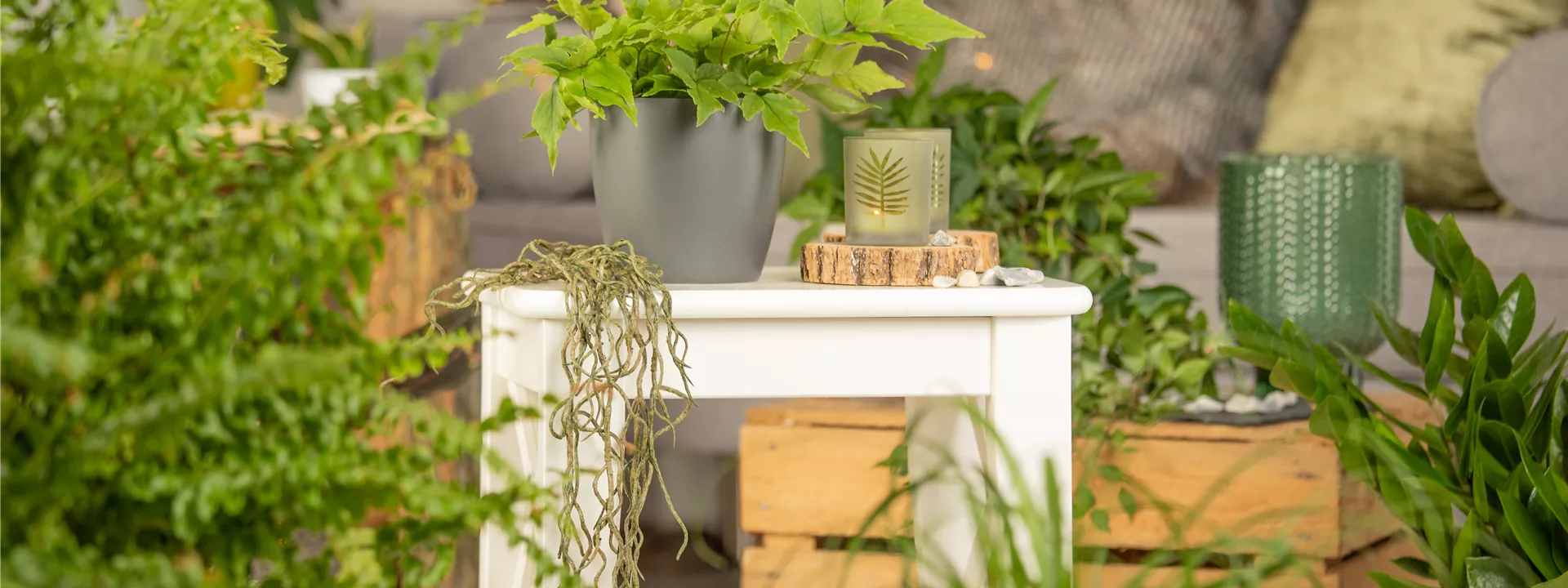 Grünpflanzen Grünpflanzen