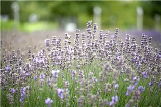 Lavandula angustifolia 'Munstead' - Lavendel