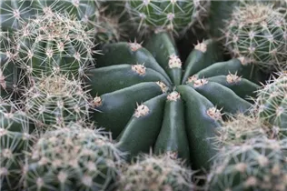 Cactus - Kakteen Cactus - Kakteen
