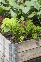 Petroselinum crispum - Krause Petersilie