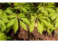 Acer japonicum 'Aconitifolium' - Japanischer Feuerahorn 'Aconitifolium' Acer japonicum 'Aconitifolium' - Japanischer Feuerahorn 'Aconitifolium'
