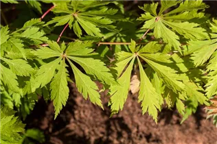 Acer japonicum 'Aconitifolium' - Japanischer Feuerahorn 'Aconitifolium'