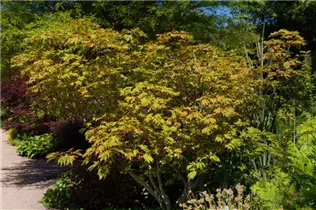 Acer japonicum 'Aconitifolium' - Japanischer Feuerahorn 'Aconitifolium'