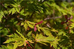 Acer japonicum 'Aconitifolium' - Japanischer Feuerahorn 'Aconitifolium'