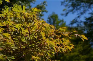 Acer japonicum 'Aconitifolium' - Japanischer Feuerahorn 'Aconitifolium'
