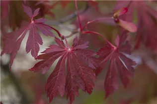 Acer japonicum 'Aconitifolium' - Japanischer Feuerahorn 'Aconitifolium'