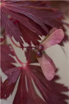 Acer japonicum 'Aconitifolium' - Japanischer Feuerahorn 'Aconitifolium'