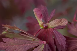 Acer japonicum 'Aconitifolium' - Japanischer Feuerahorn 'Aconitifolium'