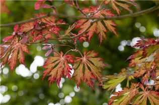 Acer japonicum 'Aconitifolium' - Japanischer Feuerahorn 'Aconitifolium'