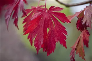 Acer japonicum 'Aconitifolium' - Japanischer Feuerahorn 'Aconitifolium'
