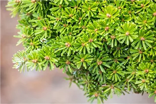Abies koreana 'Grüne Spinne' - Koreatanne 'Grüne Spinne' Abies koreana 'Grüne Spinne' - Koreatanne 'Grüne Spinne'