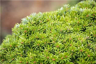 Abies koreana 'Grüne Spinne' - Koreatanne 'Grüne Spinne' Abies koreana 'Grüne Spinne' - Koreatanne 'Grüne Spinne'