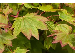 Acer japonicum 'Vitifolium' - Japanischer Ahorn 'Vitifolium' Acer japonicum 'Vitifolium' - Japanischer Ahorn 'Vitifolium'