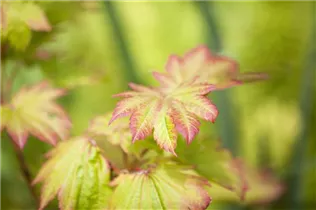 Acer japonicum 'Vitifolium' - Japanischer Ahorn 'Vitifolium' Acer japonicum 'Vitifolium' - Japanischer Ahorn 'Vitifolium'