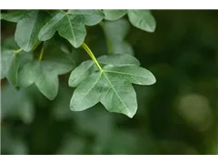 Acer monspessulanum - Französischer Ahorn Acer monspessulanum - Französischer Ahorn