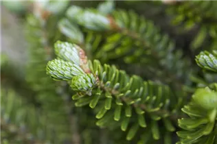 Abies koreana 'Molli' - Kompakte Koreatanne 'Molli' Abies koreana 'Molli' - Kompakte Koreatanne 'Molli'