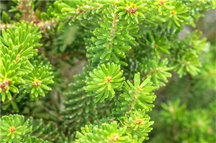 Abies koreana 'Molli' - Kompakte Koreatanne 'Molli' Abies koreana 'Molli' - Kompakte Koreatanne 'Molli'
