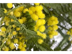 Acacia paradoxa - Känguru-Akazie Acacia paradoxa - Känguru-Akazie