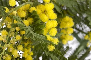 Acacia paradoxa - Känguru-Akazie Acacia paradoxa - Känguru-Akazie