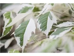 Acer negundo 'Flamingo' - Eschenahorn 'Flamingo' Acer negundo 'Flamingo' - Eschenahorn 'Flamingo'