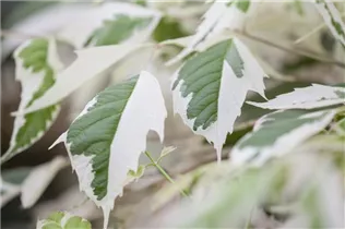 Acer negundo 'Flamingo' - Eschenahorn 'Flamingo' Acer negundo 'Flamingo' - Eschenahorn 'Flamingo'