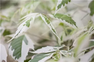 Acer negundo 'Flamingo' - Eschenahorn 'Flamingo' Acer negundo 'Flamingo' - Eschenahorn 'Flamingo'