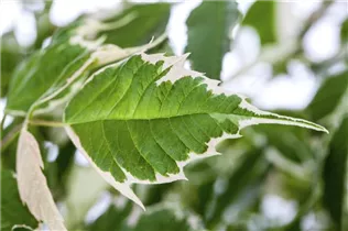 Acer negundo 'Flamingo' - Eschenahorn 'Flamingo' Acer negundo 'Flamingo' - Eschenahorn 'Flamingo'