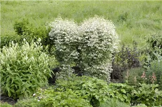 Acer negundo 'Flamingo' - Eschenahorn 'Flamingo' Acer negundo 'Flamingo' - Eschenahorn 'Flamingo'