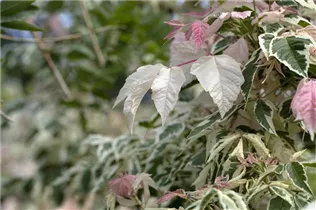 Acer negundo 'Flamingo' - Eschenahorn 'Flamingo' Acer negundo 'Flamingo' - Eschenahorn 'Flamingo'