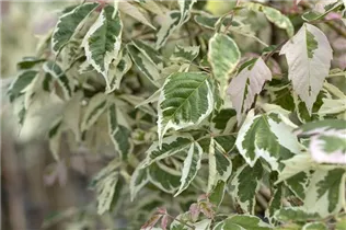 Acer negundo 'Flamingo' - Eschenahorn 'Flamingo' Acer negundo 'Flamingo' - Eschenahorn 'Flamingo'