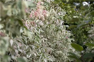 Acer negundo 'Flamingo' - Eschenahorn 'Flamingo' Acer negundo 'Flamingo' - Eschenahorn 'Flamingo'