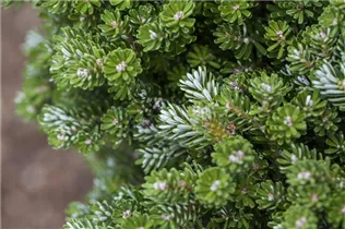 Abies koreana 'Otto Strasse' - Koreatanne 'Otto Strasse' Abies koreana 'Otto Strasse' - Koreatanne 'Otto Strasse'