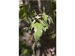 Acer negundo 'Variegatum' - Silberbunter Eschenahorn 'Variegatum' Acer negundo 'Variegatum' - Silberbunter Eschenahorn 'Variegatum'