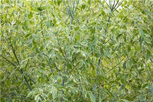 Acer negundo 'Variegatum' - Silberbunter Eschenahorn 'Variegatum' Acer negundo 'Variegatum' - Silberbunter Eschenahorn 'Variegatum'