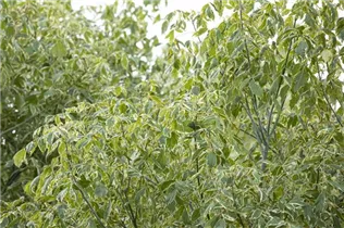 Acer negundo 'Variegatum' - Silberbunter Eschenahorn 'Variegatum' Acer negundo 'Variegatum' - Silberbunter Eschenahorn 'Variegatum'