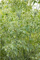 Acer negundo 'Variegatum' - Silberbunter Eschenahorn 'Variegatum' Acer negundo 'Variegatum' - Silberbunter Eschenahorn 'Variegatum'